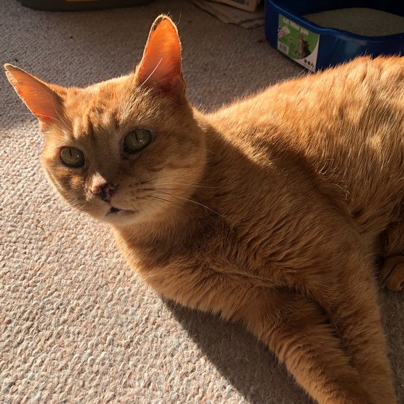 All sales go to my babyโs medical funds! New pics! - Picture 4 of 8